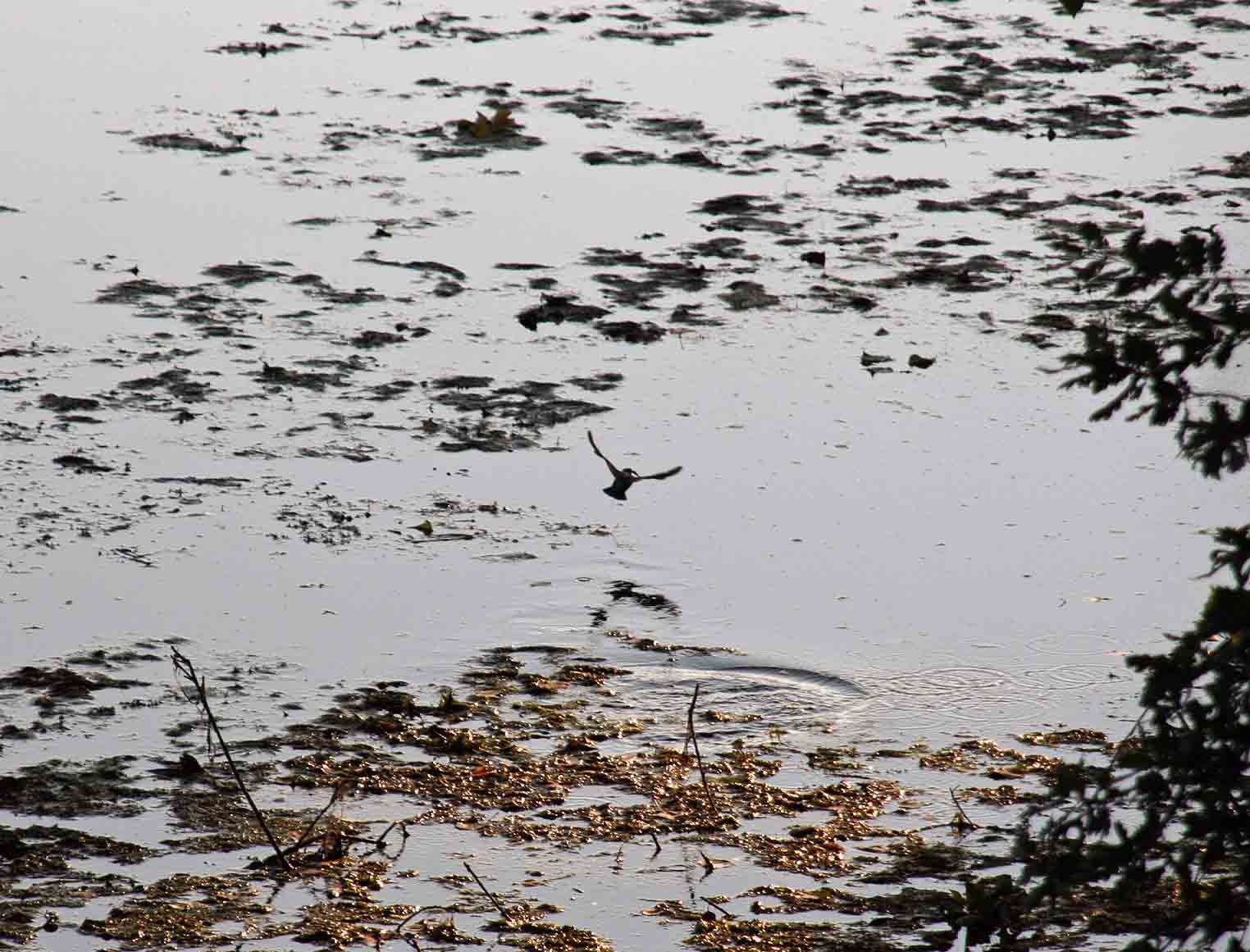 Eisvogel bei Lünen am 05.09.2009 Foto: Klaus Ashoff