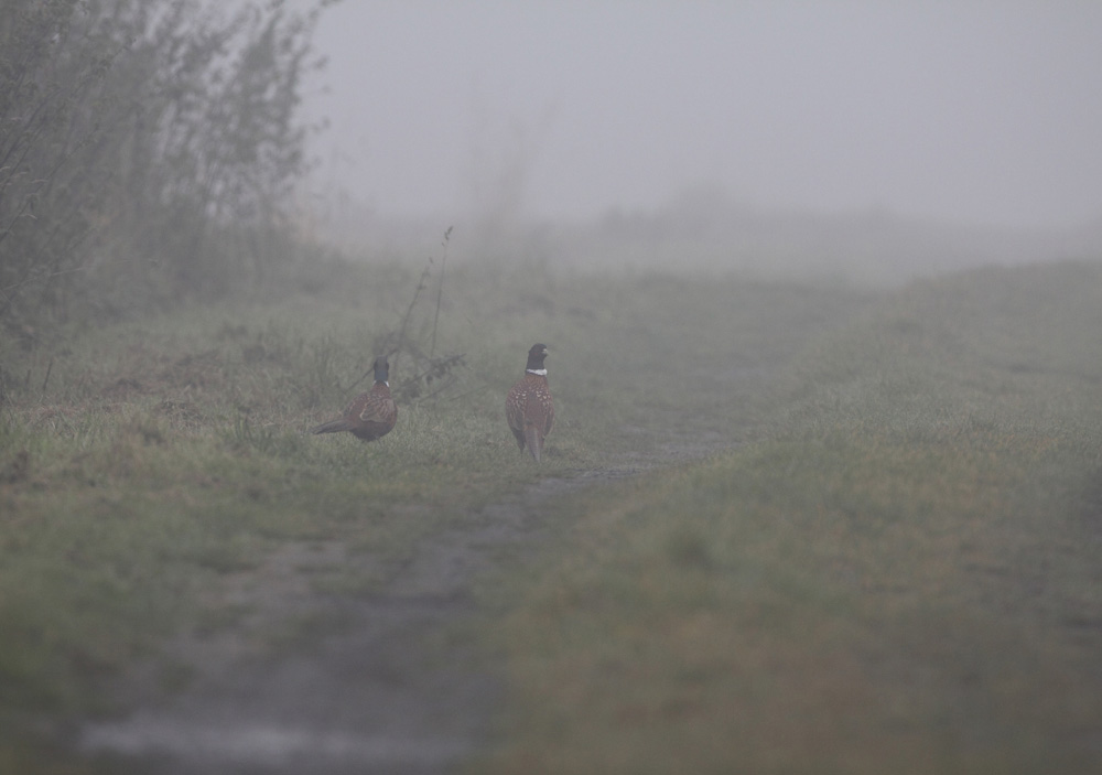 Fasan Typische Novemberstimmung an Allerheiligen - mit Fasanen im Nebel (Ostbüren), 01.11.10 Foto: Bernhard Glüer