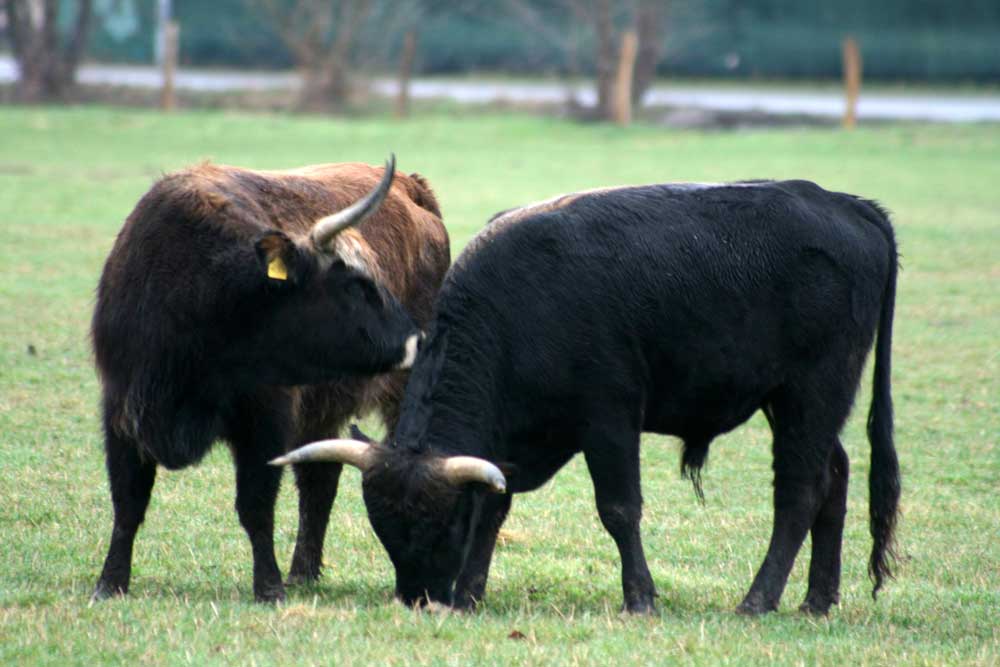 Bulle und Kuh auf der Heckrindfläche im NSG Kiebitzwiese bei Fröndenberg am 21.03.2010 Foto: Gregor Zosel