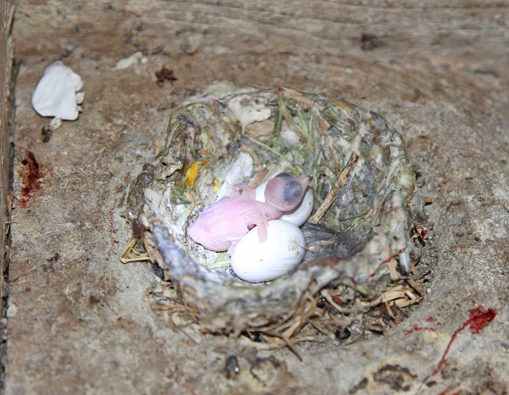 Frisch geschlüpfter Mauersegler mit zwei Geschwistern im Ei,17.06.10 Foto: Bernhard Glüer