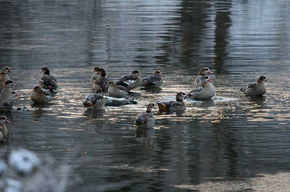 Nilgans Nilgänse bei Fröndenberg am 04.12.2010 Foto: Gregor Zosel