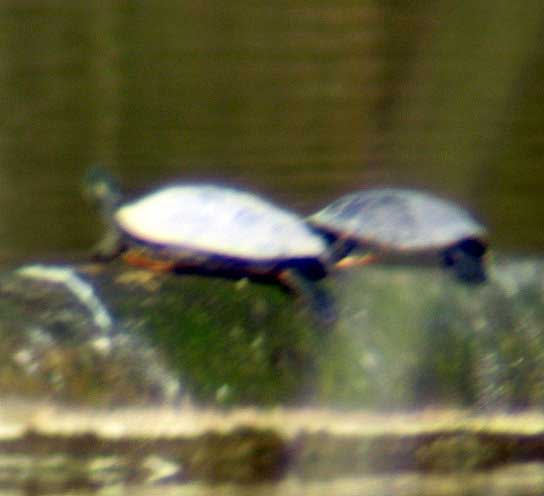 Schmuckschildkröten zwischen Hamm und Werne am 06.04.2010 Foto: KlauN Werne