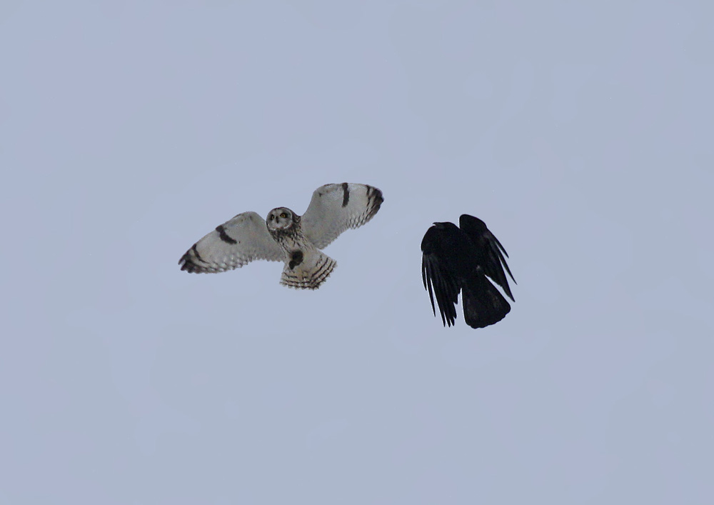 Krähe attackiert beutetragende Sumpfohreule in den Ahsewiesen am 17.02.2010 Foto: Martin Wenner