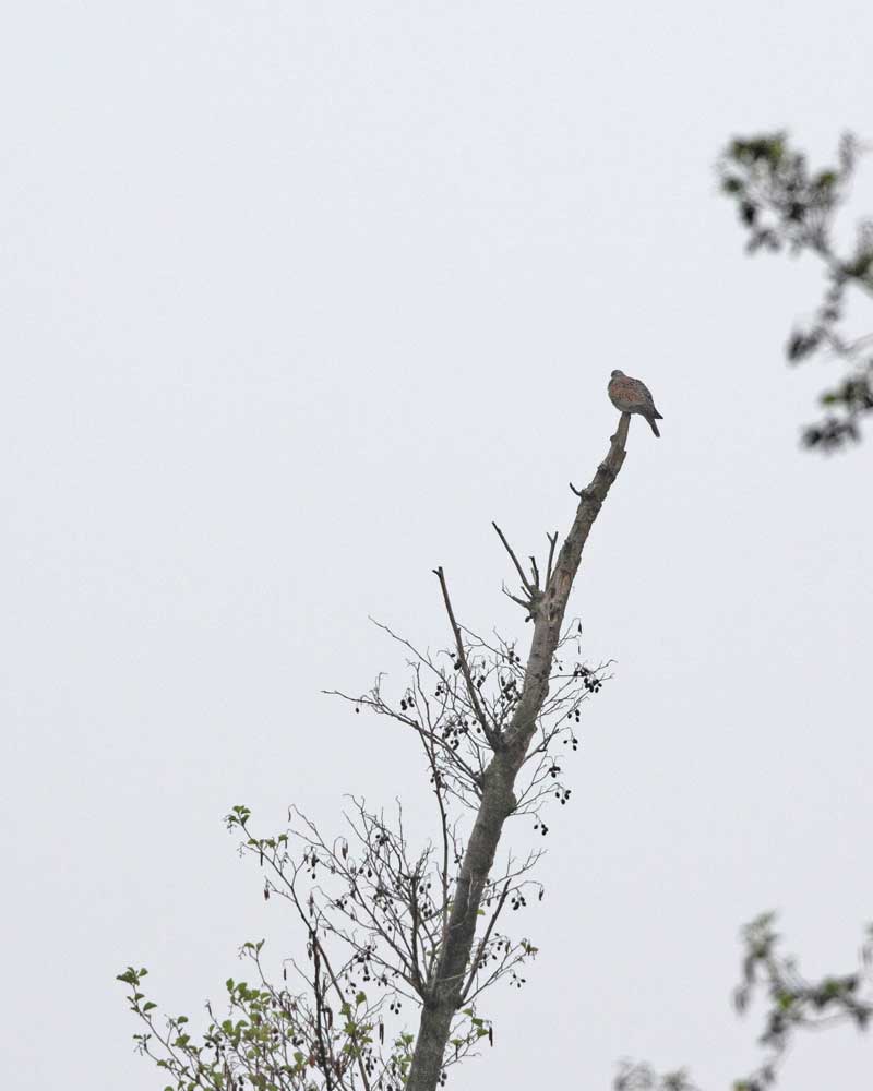 Turteltaube in typischer Manier auf der abgestorbenen Spitze einer Erle, 03.05.10 Foto: Bernhard Glüer