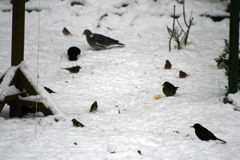 Vogelfütterung bei Fröndenberg am 03.01.2010 Foto: Gregor Zosel