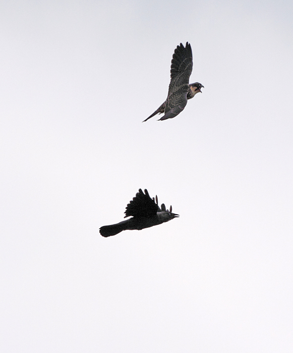 Junger Baumfalke wird von Dohle belästigt, 13.08.2011, Foto: Bernhard Glüer