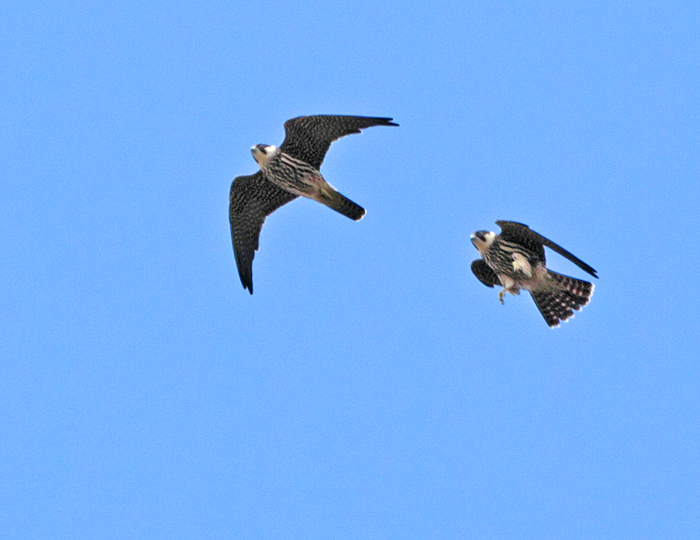 Zwei von insgesamt drei jungen Baumfalken bei Kamen, 15.08.2011, Foto: Bernhard Glüer