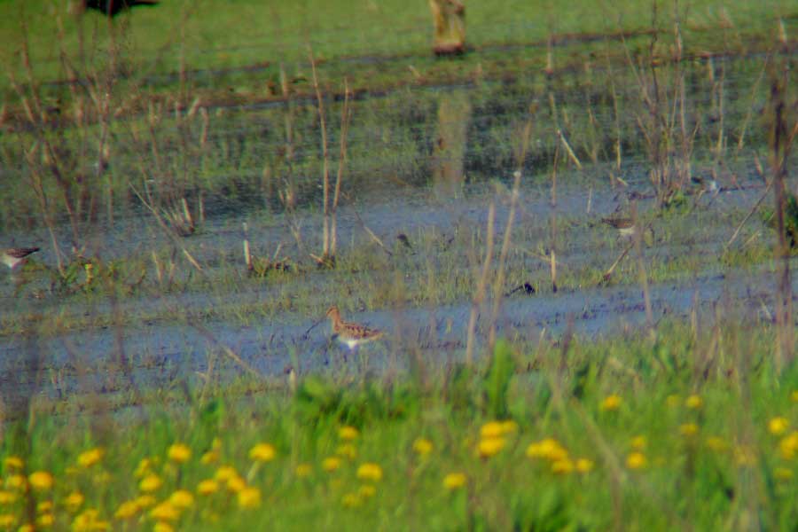 Bekassine Bekassine und Bruchwasserläufer in den ehemaligen Rieselfeldern Werne am 20.04.2011 Foto: K. Nowack