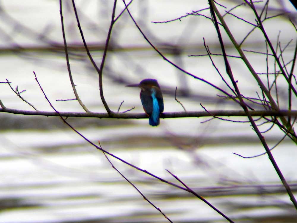 Eisvogel am Stadtteich Werne, 15.01.2011 Foto: KlauN Werne