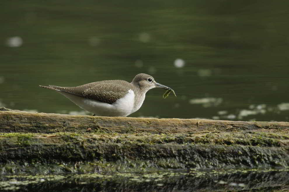 Flussuferläufer Flussuferläufer mit fetter Beute (welche?) im NSG In der Laake bei Lünen am 15.08.2011 Foto: Karl-Heinz Kühnapfel