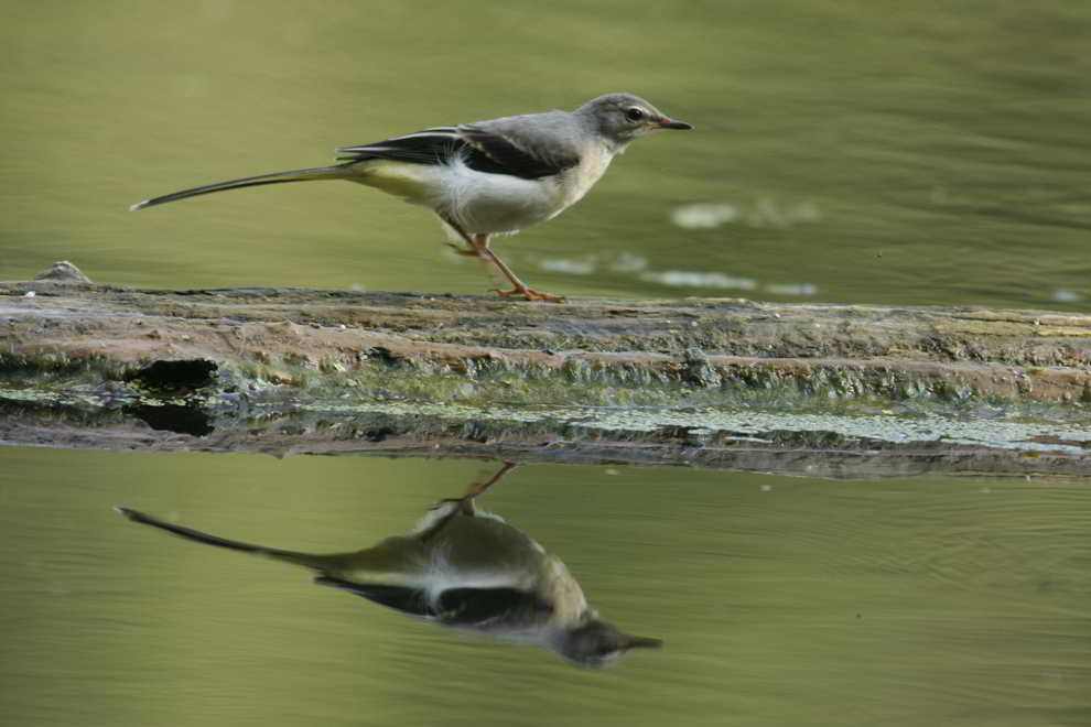 Gebirgsstelze Gebirgsstelze im NSG In der Laake bei Lünen am 15.08.2011 Foto: Karl-Heinz Kühnapfel