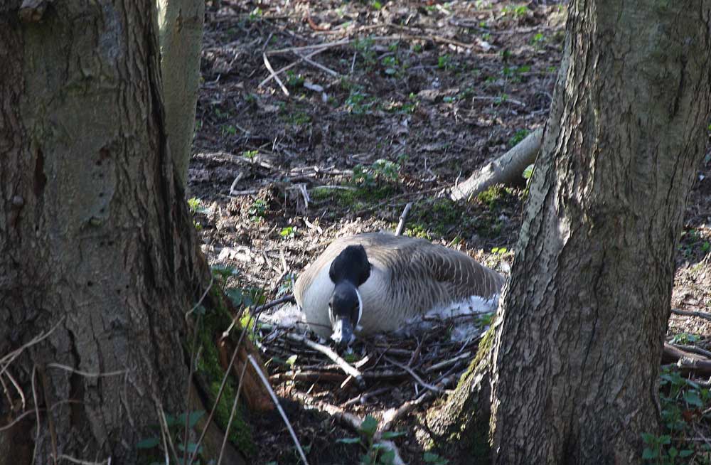 Die Daunen im Nest zeigen,dass die Brut begonnen hat, 24.03.2011 Foto: Achim Pflaume