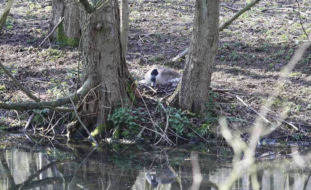 Typischer Neststandort hinter einem Baum direkt am Ufer, 24.03.2011 Foto: Achim Pflaume