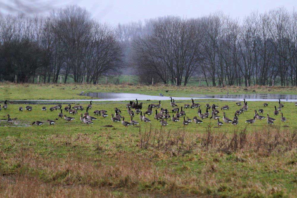 Graugänse, Kanadagänse und Graureiher in der Vernässungsfläche der Kiebitzwiese am 19.12.11 Foto: Gregor Zosel