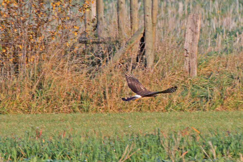Stets den Blick auf die Erde gerichtet auf der Suche nach etwas Fressbaren am 01.11.11 Foto: Gregor Zosel
