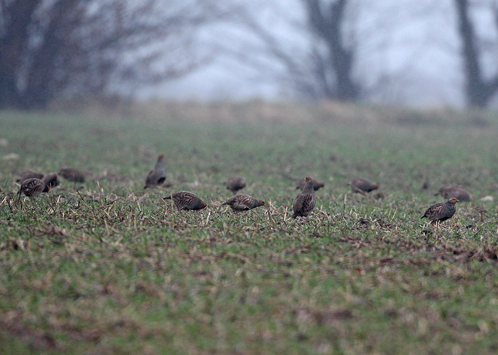Zwei Rebhuhnketten bei Ostbüren, deren jeweilige `Clan-Führer´ sich aufmerksam beäugen..., 23.12.2011 Foto: Bernhard Glüer
