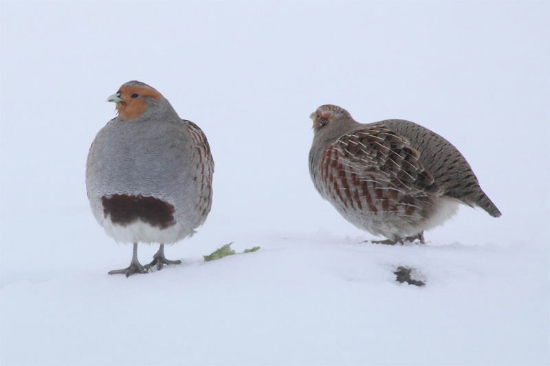 Dabei gilt es wachsam zu sein, denn auf dem weißen Schnee sind die Vögel sehr auffällig, 02.01.2011 Foto: Gudrun Goßmann