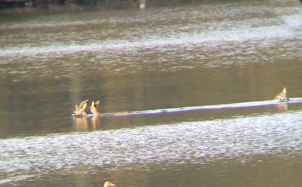 Hitze oder Hunde? Rehe beim Durchschwimmen des Beversees am 12.03.2011 Foto: K. Nowack
