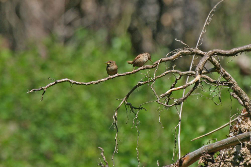 Auch bei den Zaunkönigen sind die Jungen schon flügge am 04.06.11 Foto: Gregor Zosel