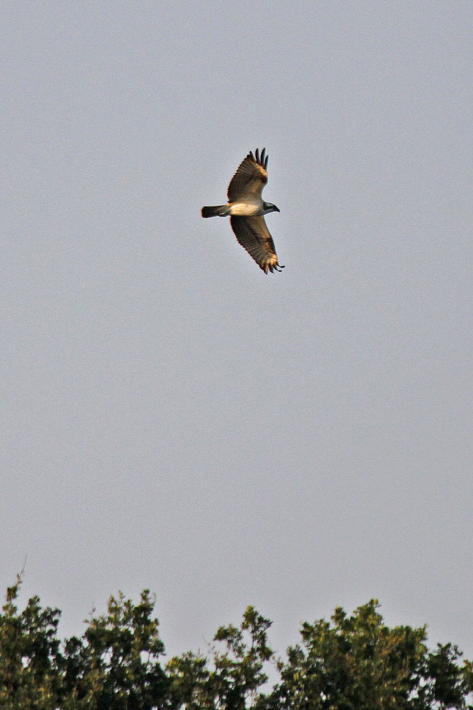 Fischadler über dem Mendener Ententeich am 22.08.12 Foto: Gregor Zosel