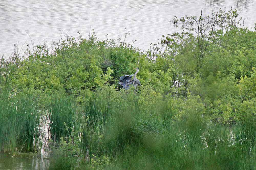 Nicht in den Bäumen brüten die Graureiher am Klärteich bei Riemke. Hier im Nest werden 4 Jungvögel gefüttert...am 28.05.12 Foto: Gregor Zosel