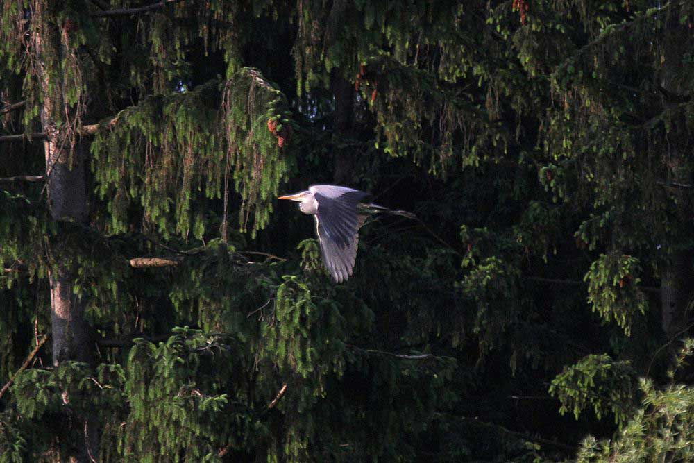Graureiher fliegt im Hochwald des Sauerlandes. In Riemke ein gewohntes Bild.....am 28.05.12 Foto: Gregor Zosel