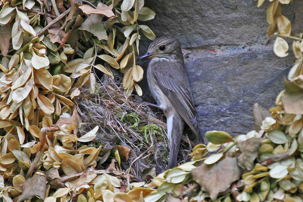 Im fast Minutentakt wird das Nest mit Futter angeflogen, um die hungrigen Mäuler satt zu bekommen...am 06.07.12 Foto: Gregor Zosel
