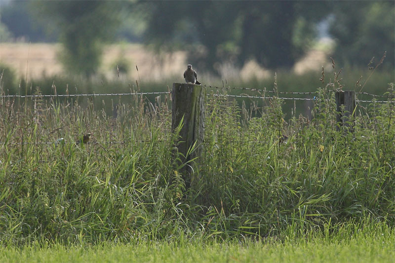 Kuckuck mit Begleitung (links eine Goldammer, rechts ein weiterer Kleinvogel). Foto: Hermann Knüwer