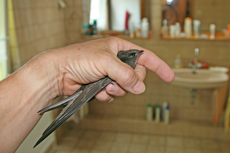 Ohne Gegenwehr oder Fluchtversuch lässt der verdutzte `Banger´ sich in unserem Badezimmer greifen, 22.06.2012 Foto: Bernhard Glüer