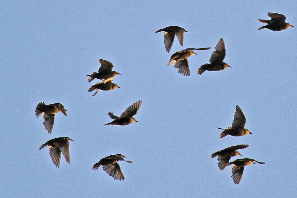 Ausschnitt eines Starenschwarm, der sich hauptsächlich aus diesjährigen Vögel zusammensetzte...am 01.07.12 Foto: Gregor Zosel