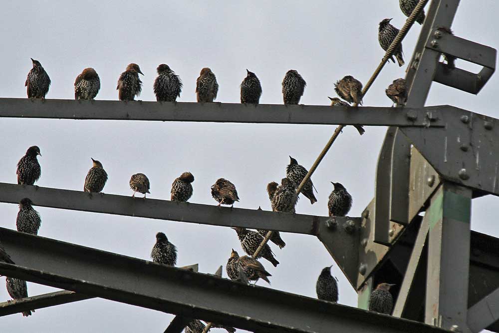 ....versammelt sich ein Großteil der Stare auf den Hochspannungsleitungen am Aussichtshügel...am 02.09.12 Foto: Gregor Zosel