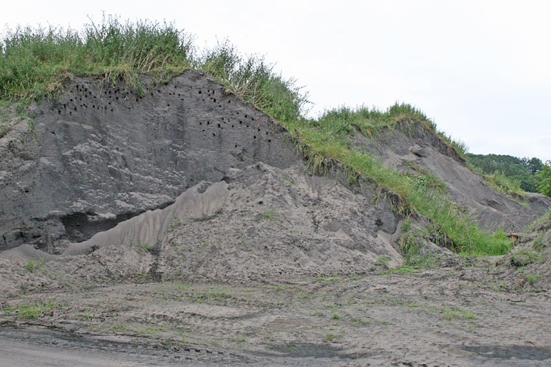 Lebensraum `aus zweiter Hand´, Steilwände in Sandhaufen von Uferschwalben besiedelt, 01.07.2012 Foto: Bernhard Glüer