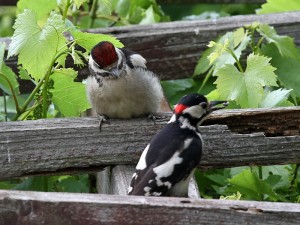 Buntspecht Junvogel im Garten Foto: E.Spillman-Preuß