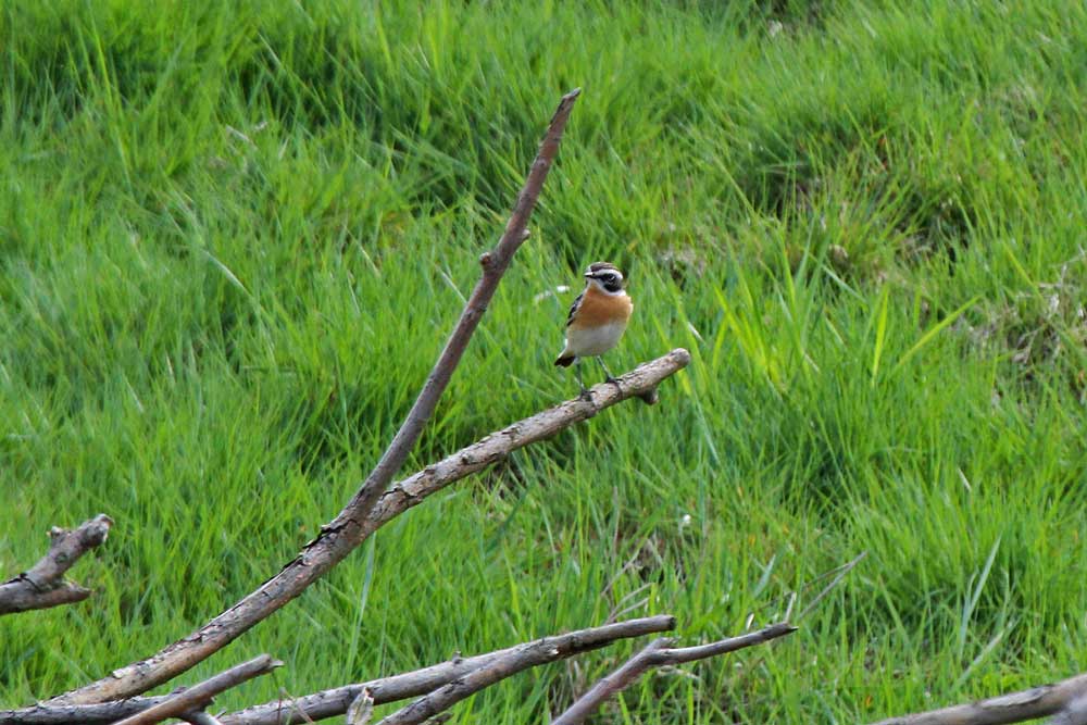 braunkehlchen Braunkehlchen auf dem Reisighaufen am Aussichtshügel....am 03.05.13 Foto: Gregor Zosel