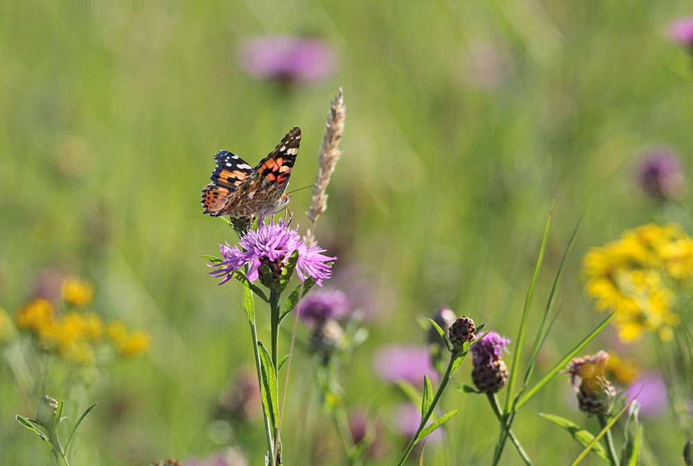 ...mit Schmetterlingsarten wie: Distelfalter..., 04.08.2013 Foto: Bernhard Glüer