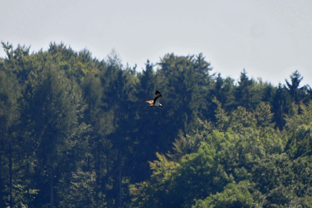 Fischadler zieht ruhrabwärts, - ohne Rüttelversuch am 05.09.2013 Foto: Marvin Lebeus