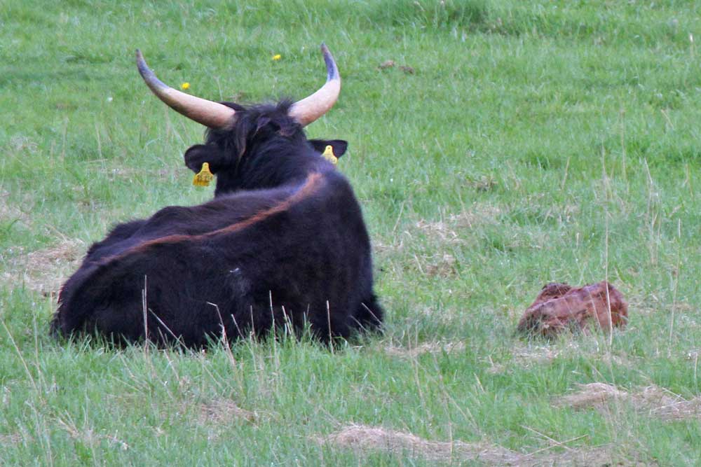 Von der Geburt völlig erschöpft, liegen Mutterkuh und Kälbchen im Gras...am 29.04.13 Foto: Gregor Zosel