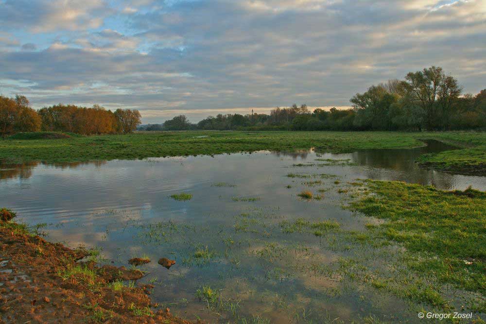Die neuen Wasserflächen nahe des Wehres füllen sich nun nach den Regenfällen der letzten Tage endlich mit Wasser.....am 05.11.13 Foto: Gregor Zosel