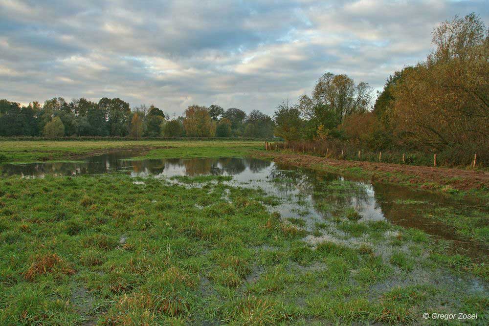 Die Wiesen, die nun überflutet werden, sind ideal für Flachwassserspezialisten wie Zwergschnepfe, Bekassine und Co.....am 05.11.13 Foto: Gregor Zosel