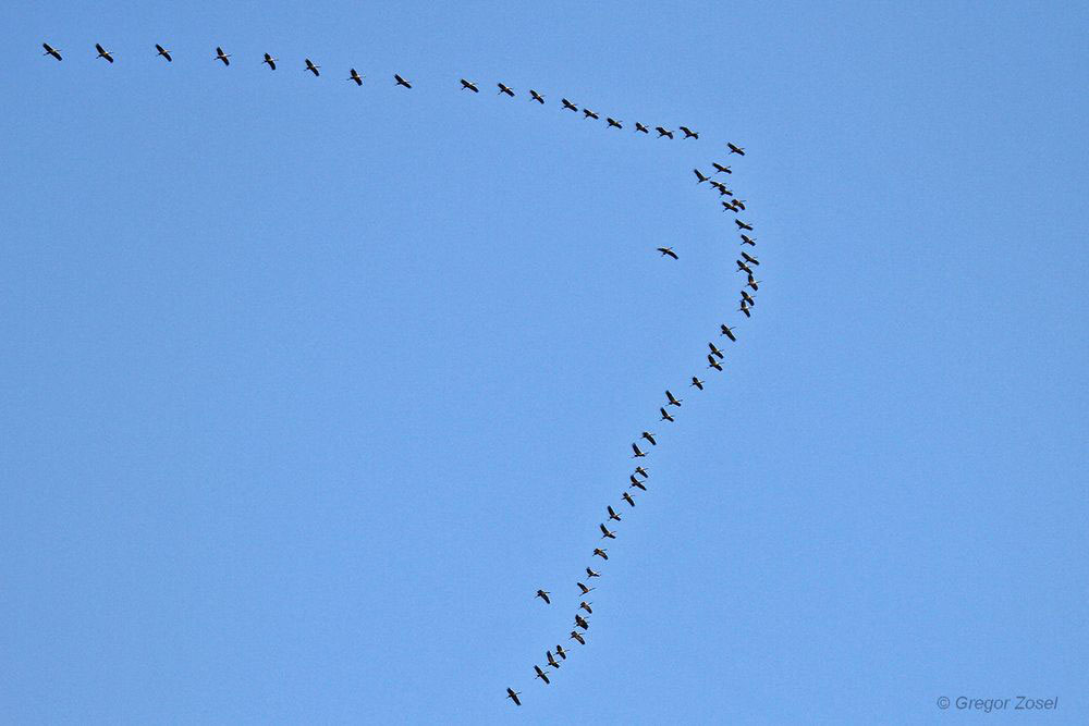Formationsflug der Kraniche über der Kiebitzwiese....am 13.11.13 Foto: Gregor Zosel