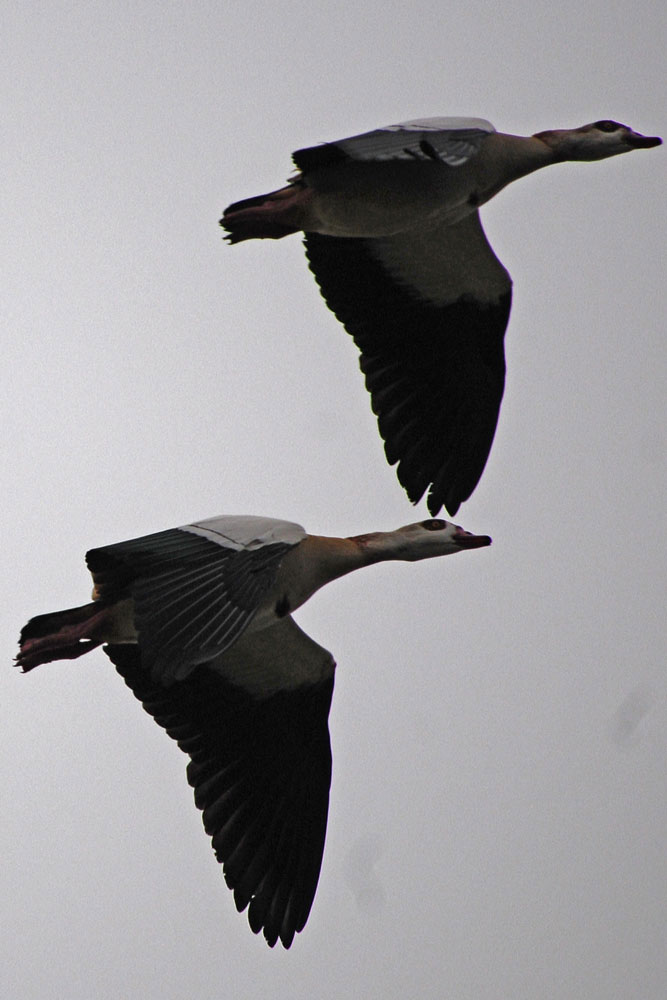 Schreihälse am Himmel.Überfliegende Nilgänse...am 27.02.13 Foto: Marvin Lebeus