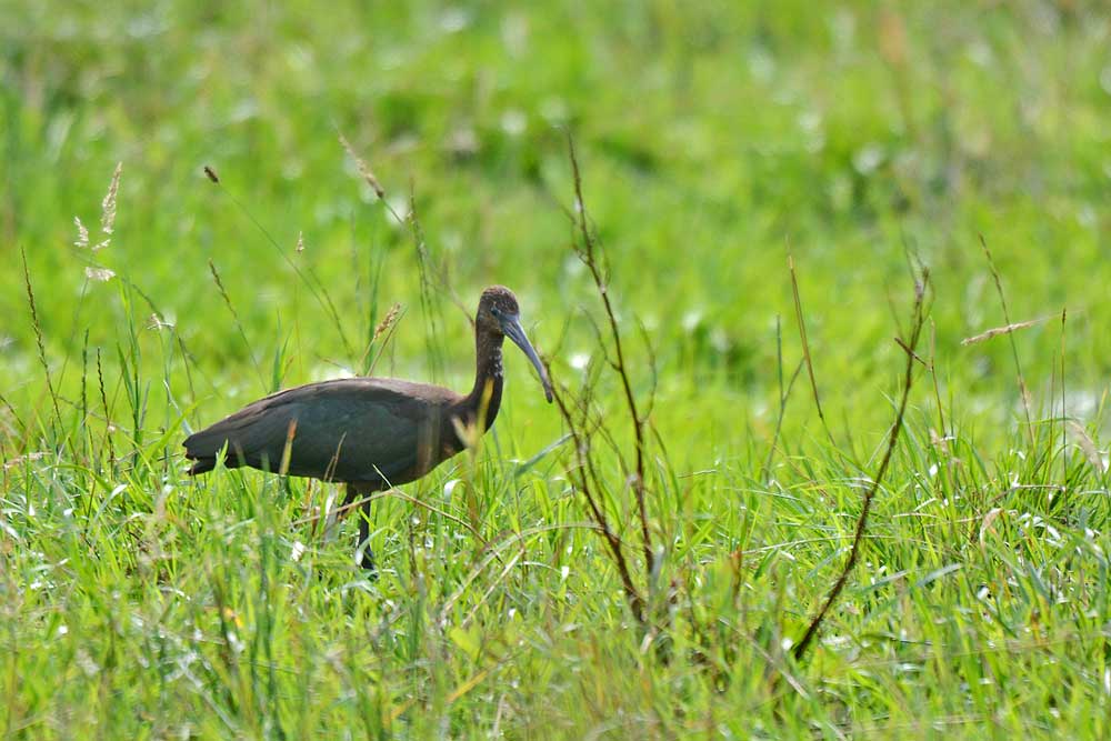Unentwegt stochert der Sichler in den Feuchtwiesen nach Nahrung. Im  hohen Gras ist er oft unsichtbar......am 15.08.13 Foto: Rüdiger Sandfort