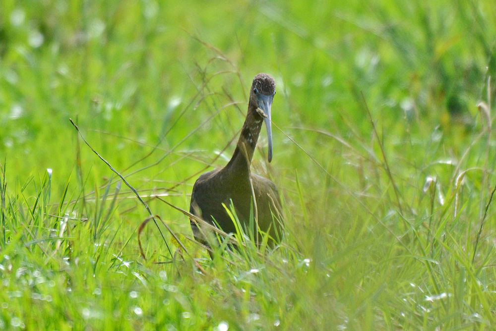 Im hohen Gras ist der Braune Sichler schlecht zu entdecken und bleibt für viele Beobachter unsichtbar....am 17.08.13 Foto: Rüdiger Sandfort