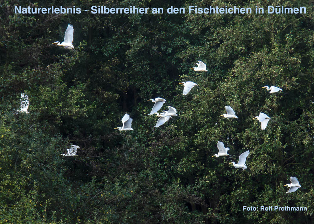 Silberreiher an den Hausdülmener Fischteichen am 03.11.2013 Foto: Rolf Prothmann