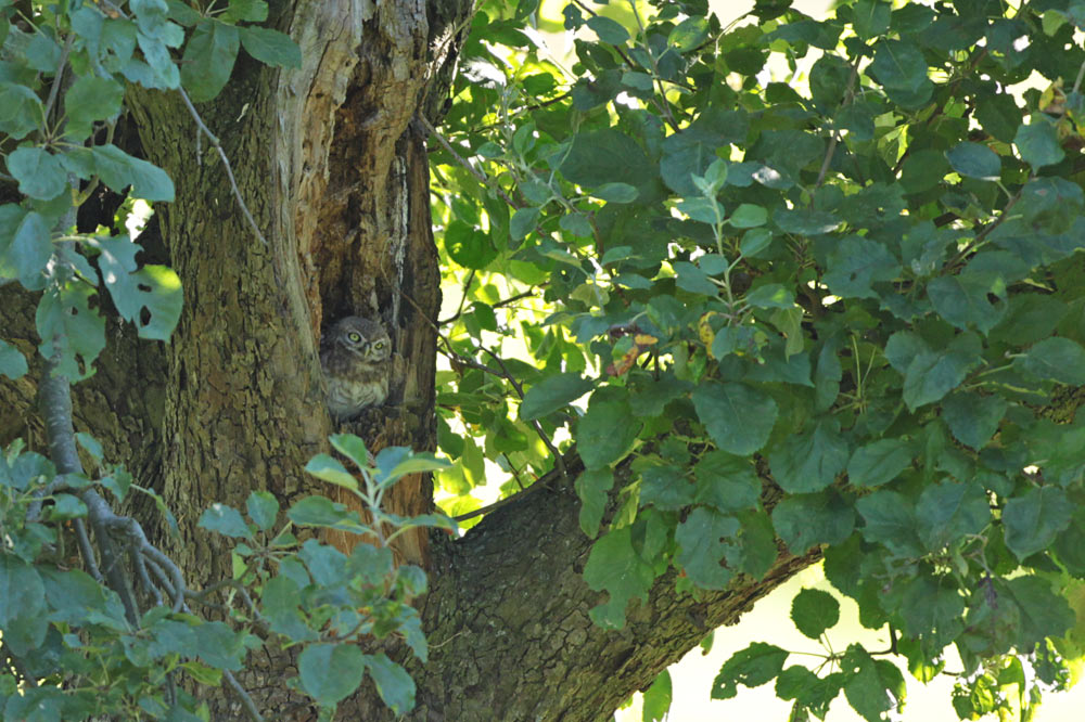 ... ein flügger Jungvogel sucht die Kühle der Baumhöhle, 01.08.2013 Foto: Bernhard Glüer