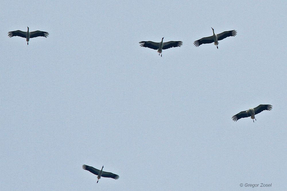 Zunächst uberfliegt der ziehende Weißstorchtrupp die Kiebitzwiese....am 25.08.13 Foto: Gregor Zosel