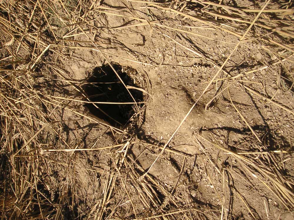 Aufgegrabenes Wespennest am Rande eines Weizenfeldes in Fröndenberg-Strickherdicke am 06.08.2013
