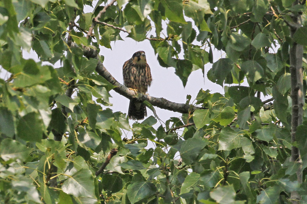 Ein Nestgeschwister ist bereits flügge und hält sich in benachbarten Bäumen auf, 07.08.2014 Foto: Bernhard Glüer