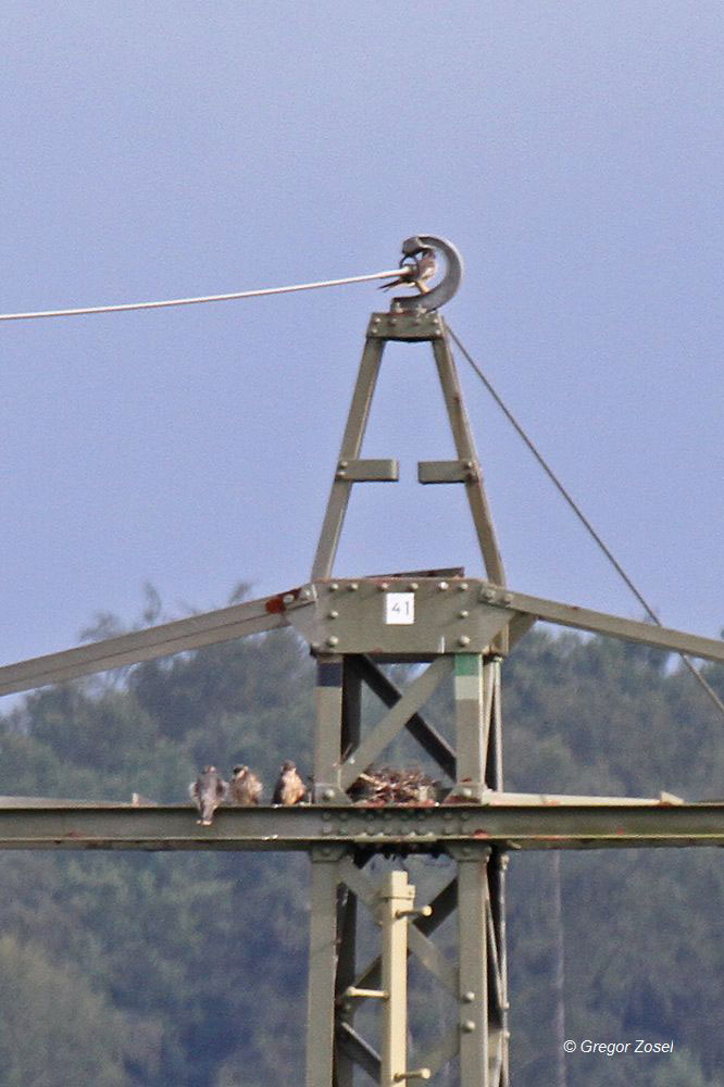 Drei Baumfalkenjunge sitzen harmonisch zusammen neben ihrem Horst. In der Spitze des Hochspannuungsmastes ist ein Altvogel gelandet......am 11.08.14 Foto: Gregor Zosel