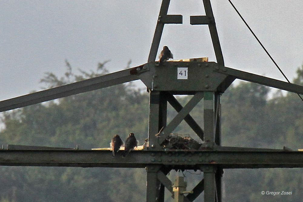 Die 3 Jungvögel haben wieder die Nacht auf dem Hochspannungsmast am Horst verbracht.....am 17.08.14 Foto: Gregor Zosel